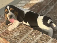 Winston, a male Basset Hound for sale in Mount Hermon, LA – Photo 2 of 3
