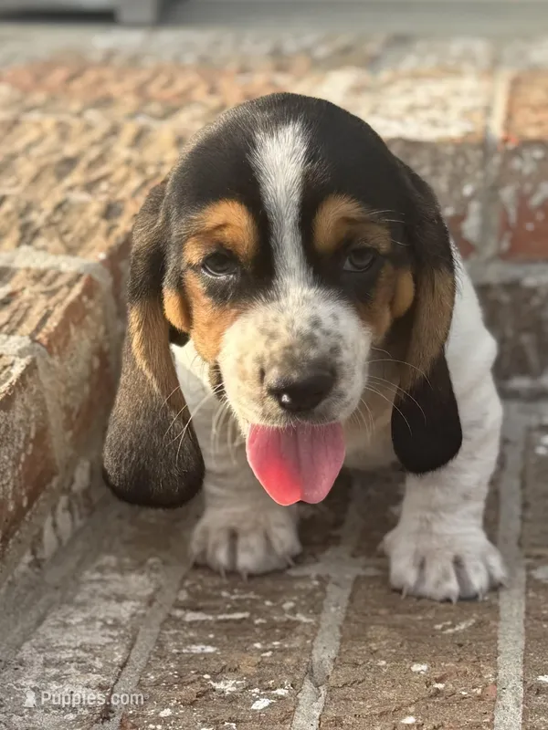 Winston – Basset Hound puppy for sale in Mount Hermon, LA