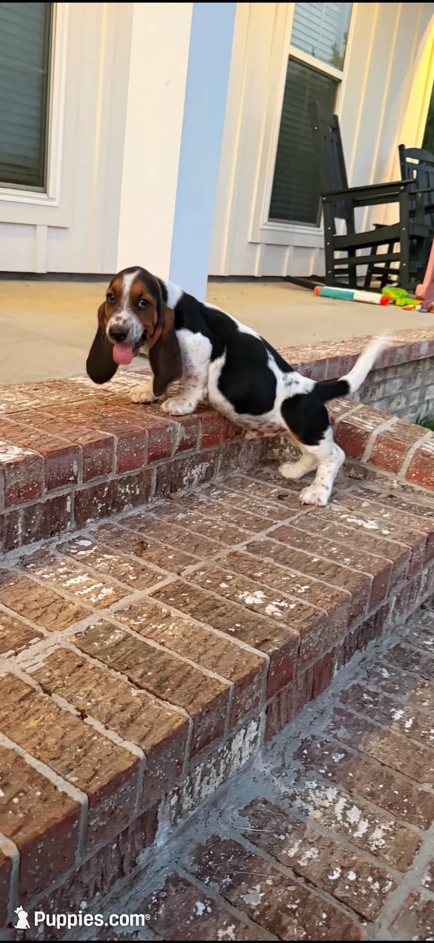 Hugo, a male Basset Hound for sale in Mount Hermon, LA – 2 of 8