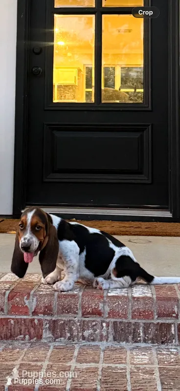 Hugo – Basset Hound puppy on hold in Mount Hermon, LA