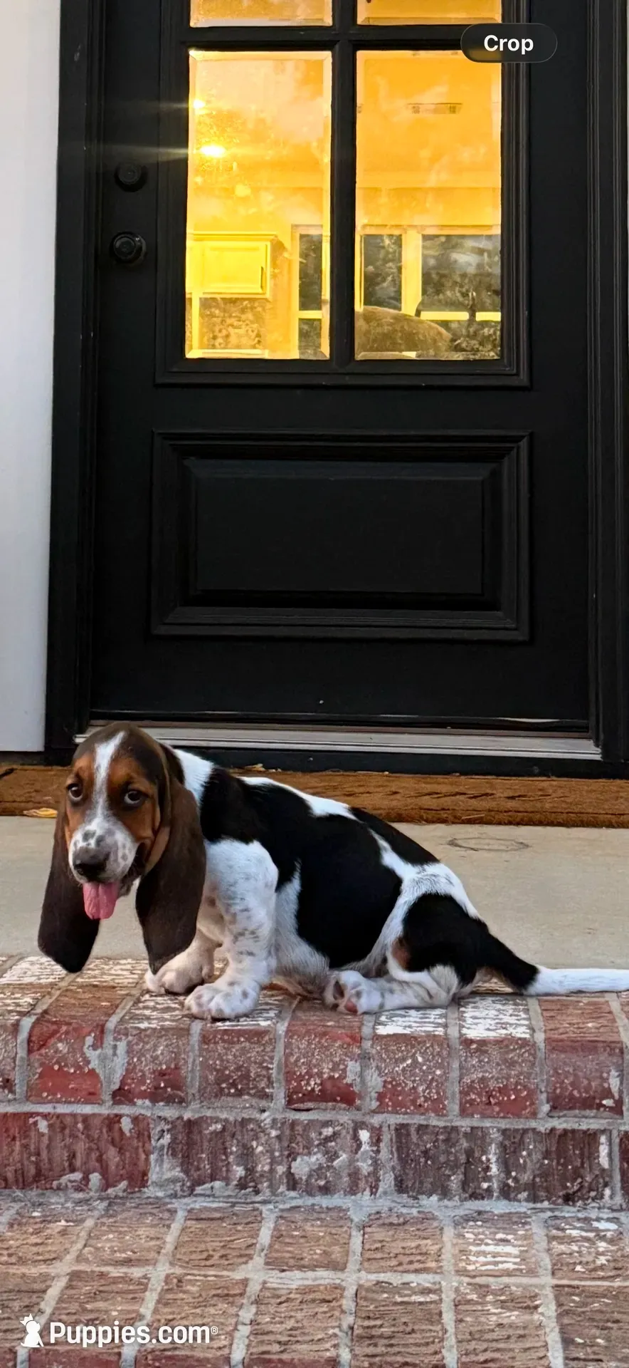 Hugo, a male Basset Hound for sale in Mount Hermon, LA – 1 of 8