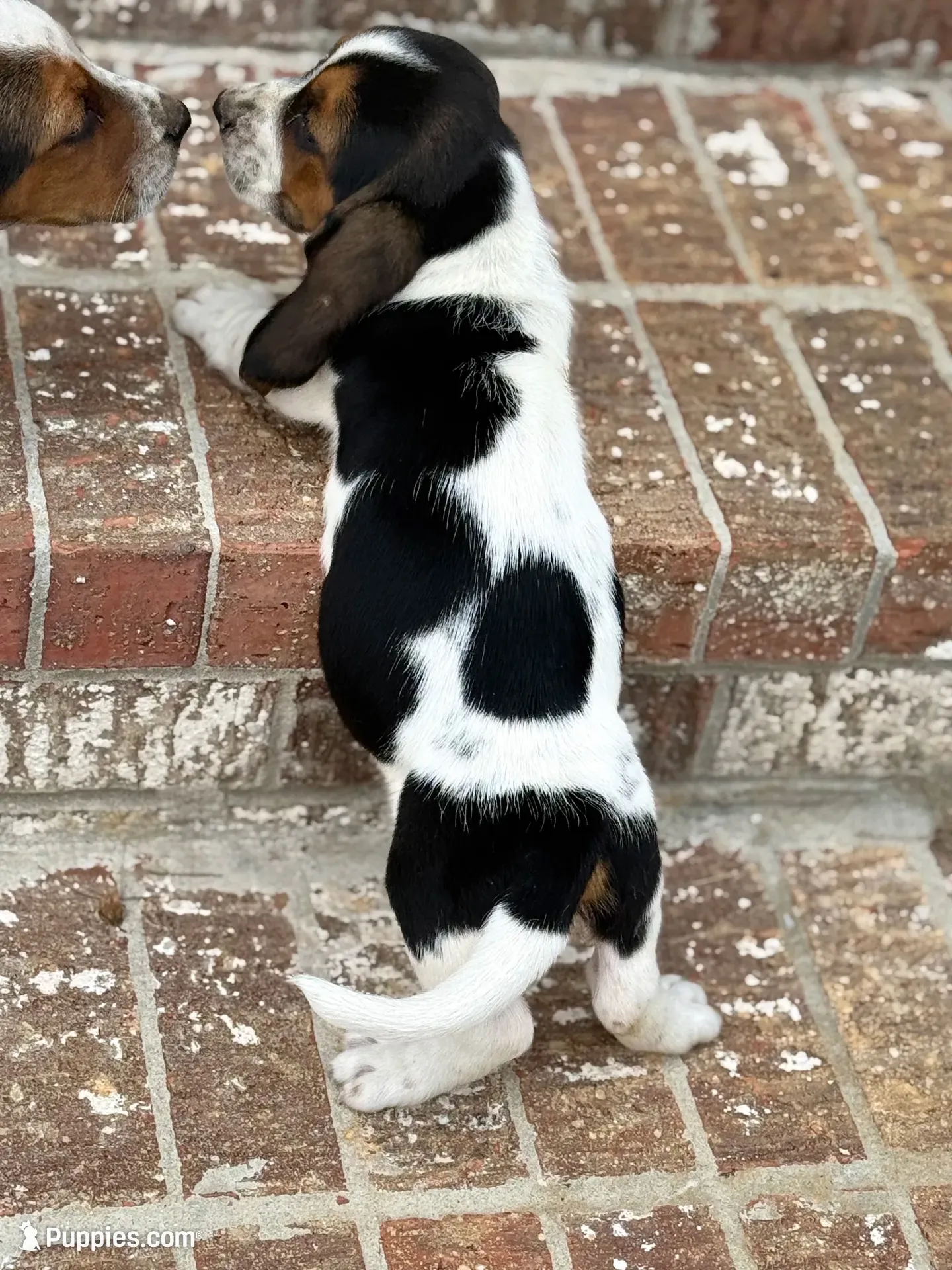 Hugo, a male Basset Hound for sale in Mount Hermon, LA – 8 of 8
