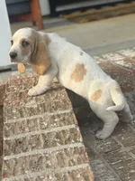 Daisy, a female Basset Hound for sale in Mount Hermon, LA – Photo 3 of 3