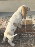 Daisy, a female Basset Hound for sale in Mount Hermon, LA – Photo 2 of 3