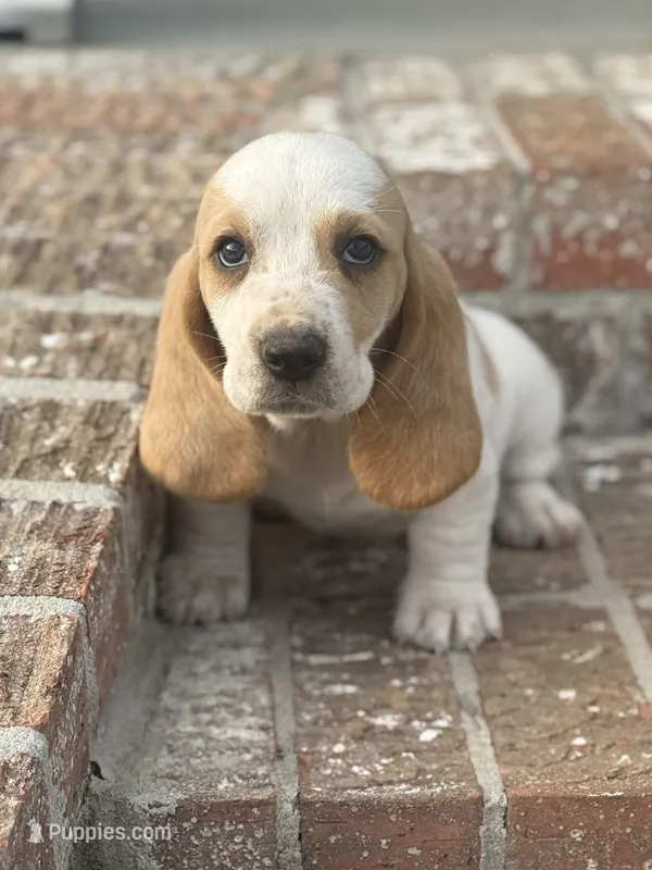 Daisy – Basset Hound puppy for sale in Mount Hermon, LA