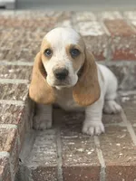 Daisy, a female Basset Hound for sale in Mount Hermon, LA – Photo 1 of 3