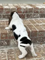 Humphrey , a male Basset Hound for sale in Mount Hermon, LA – 5 of 7