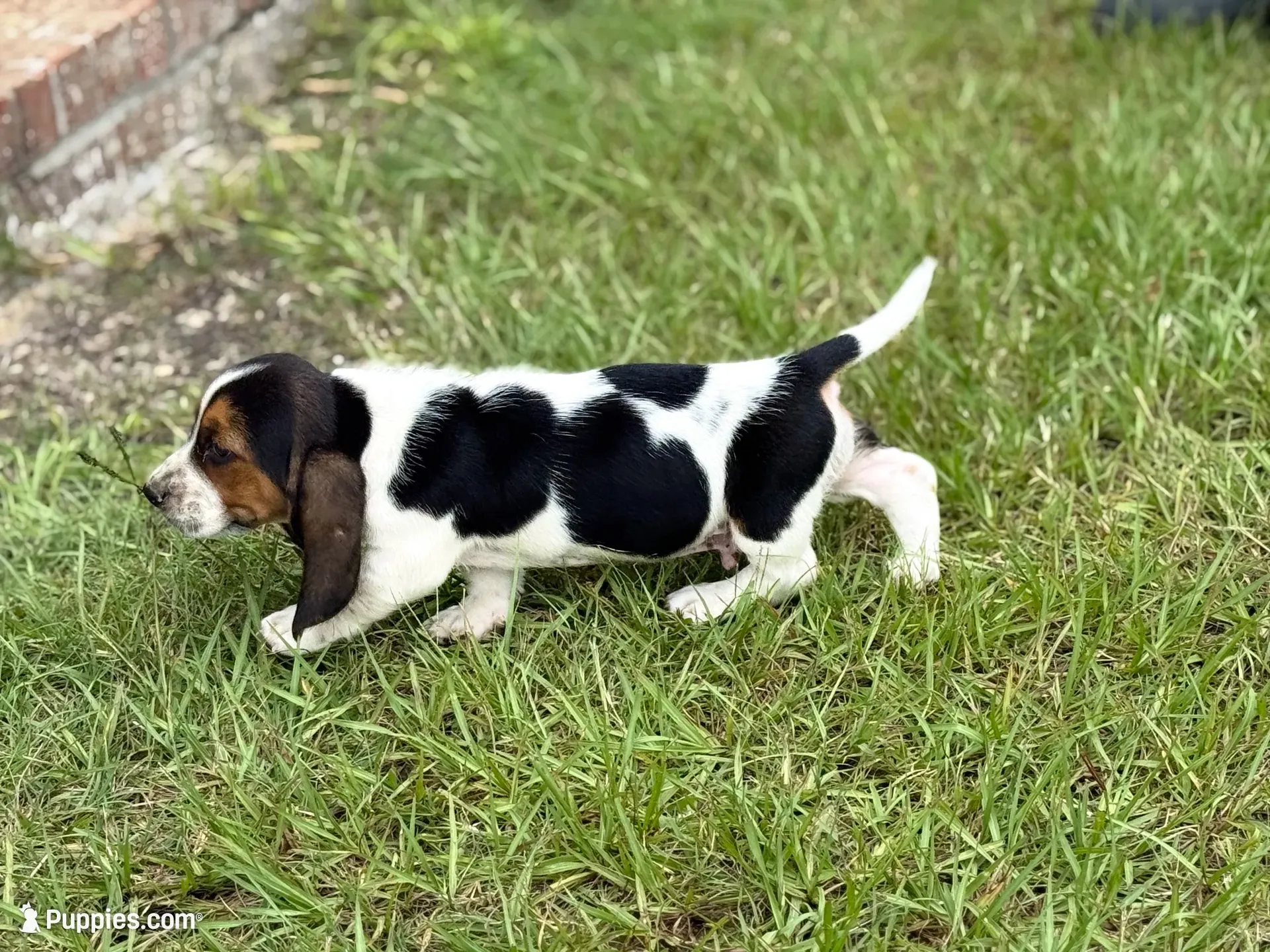 Hugo, a male Basset Hound for sale in Mount Hermon, LA – 6 of 8