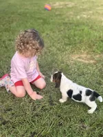 Humphrey , a male Basset Hound for sale in Mount Hermon, LA – 3 of 3