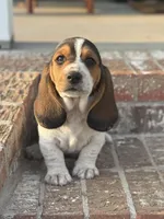 Tucker, a male Basset Hound for sale in Mount Hermon, LA – Photo 1 of 3