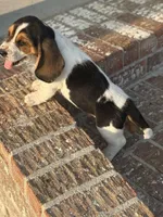 Tucker, a male Basset Hound for sale in Mount Hermon, LA – Photo 3 of 3