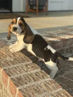 Tucker, a male Basset Hound for sale in Mount Hermon, LA – Photo 2 of 3
