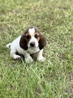 Humphrey , a male Basset Hound for sale in Mount Hermon, LA – 4 of 7