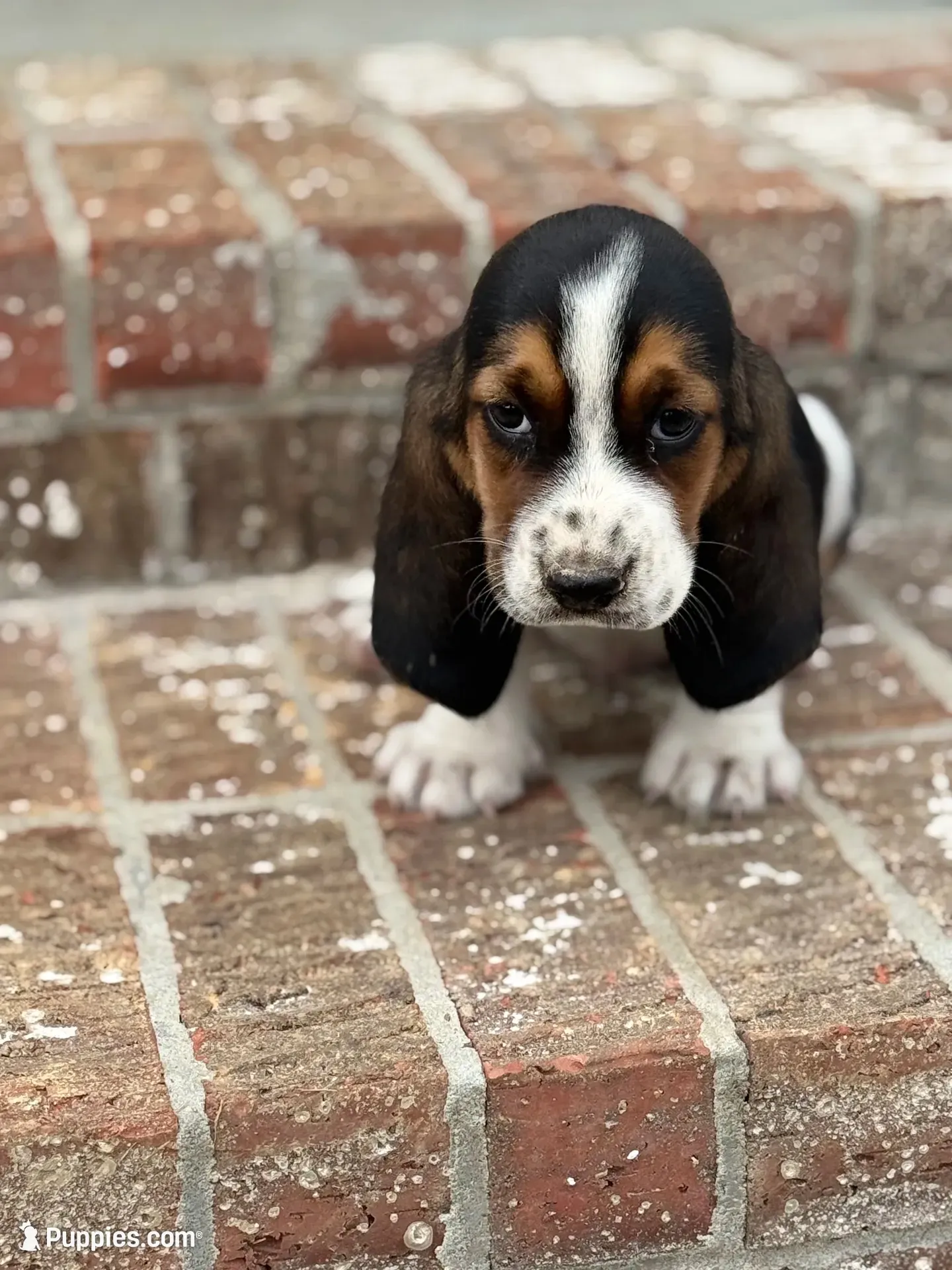 Hugo, a male Basset Hound for sale in Mount Hermon, LA – 3 of 8