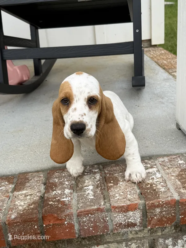Penny – Basset Hound puppy for sale in Mount Hermon, LA