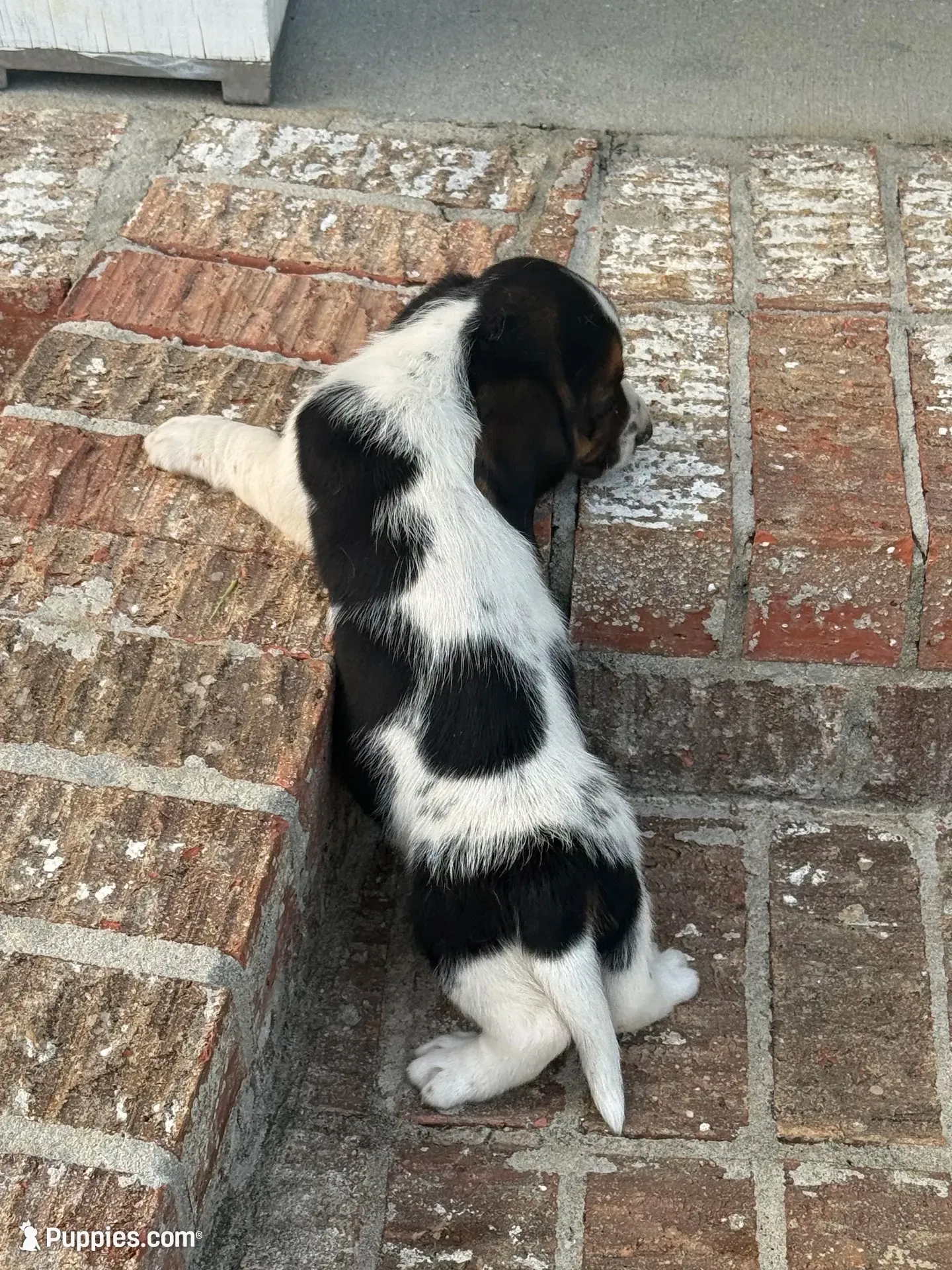 Hugo, a male Basset Hound for sale in Mount Hermon, LA – 4 of 8