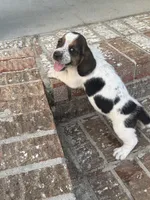 Humphrey , a male Basset Hound for sale in Mount Hermon, LA – 2 of 3