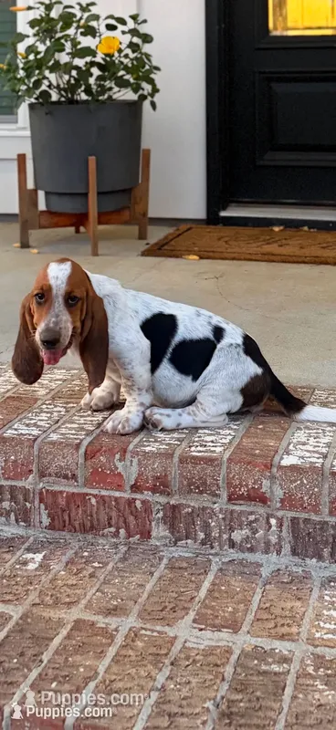 Humphrey  – Basset Hound puppy on hold in Mount Hermon, LA