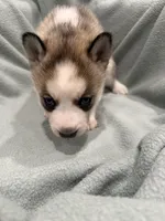 Luna, a female Alaskan Husky for sale in Howell Township, NJ – Photo 3 of 6