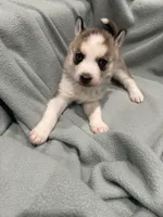 Luna, a female Alaskan Husky for sale in Howell Township, NJ – Photo 5 of 6