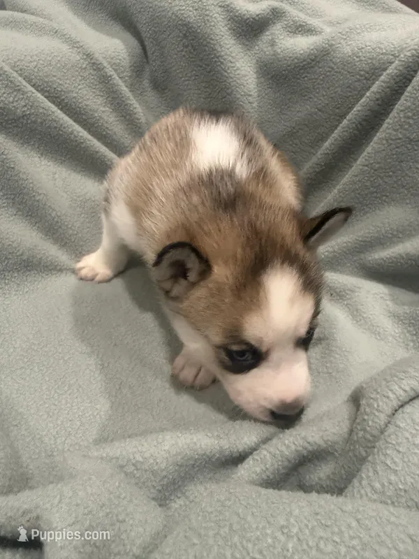 Luna – Alaskan Husky puppy for sale in Howell Township, NJ