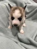 Luna, a female Alaskan Husky for sale in Howell Township, NJ – Photo 4 of 6