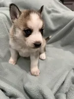 Luna, a female Alaskan Husky for sale in Howell Township, NJ – Photo 2 of 6