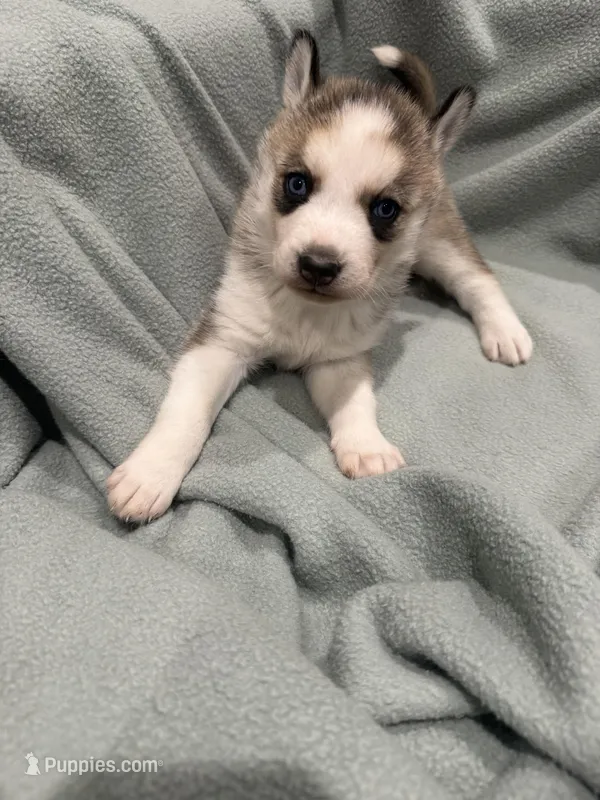 Luna – Alaskan Husky puppy for sale in Howell Township, NJ