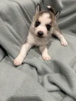 Luna, a female Alaskan Husky for sale in Howell Township, NJ – Photo 6 of 6