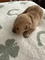 Olive, a female Golden Retriever for sale in Elmer, NJ – Photo 3 of 4