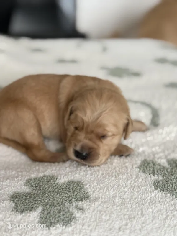 Olive – Golden Retriever puppy for sale in Elmer, NJ