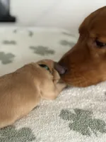 Olive, a female Golden Retriever for sale in Elmer, NJ – Photo 2 of 4