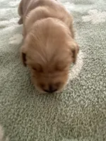 Strawberry , a female Golden Retriever for sale in Elmer, NJ – Photo 4 of 6