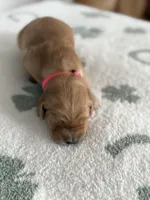 Strawberry , a female Golden Retriever for sale in Elmer, NJ – Photo 3 of 6