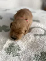 Strawberry , a female Golden Retriever for sale in Elmer, NJ – Photo 2 of 6