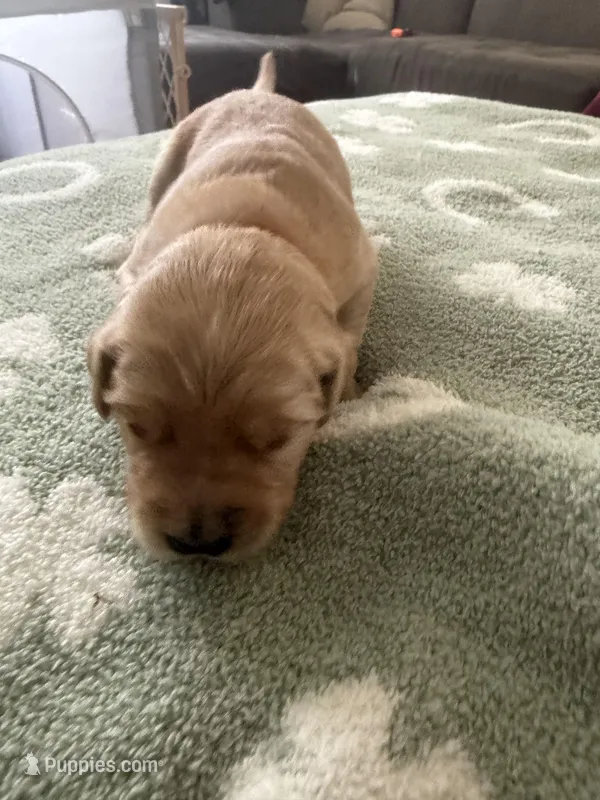 Strawberry  – Golden Retriever puppy for sale in Elmer, NJ