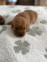 Clementine, a female Golden Retriever for sale in Elmer, NJ – Photo 3 of 4