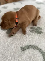 Clementine, a female Golden Retriever for sale in Elmer, NJ – Photo 2 of 4