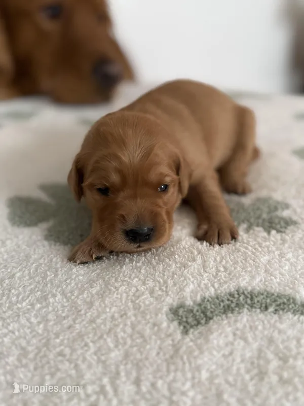 Clementine – Golden Retriever puppy for sale in Elmer, NJ