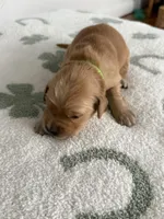 Kiwi, a female Golden Retriever for sale in Elmer, NJ – Photo 5 of 6