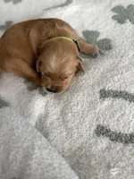 Kiwi, a female Golden Retriever for sale in Elmer, NJ – Photo 1 of 6