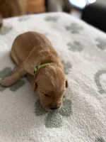 Kiwi, a female Golden Retriever for sale in Elmer, NJ – Photo 2 of 6