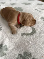 Cherry, a female Golden Retriever for sale in Elmer, NJ – Photo 6 of 6