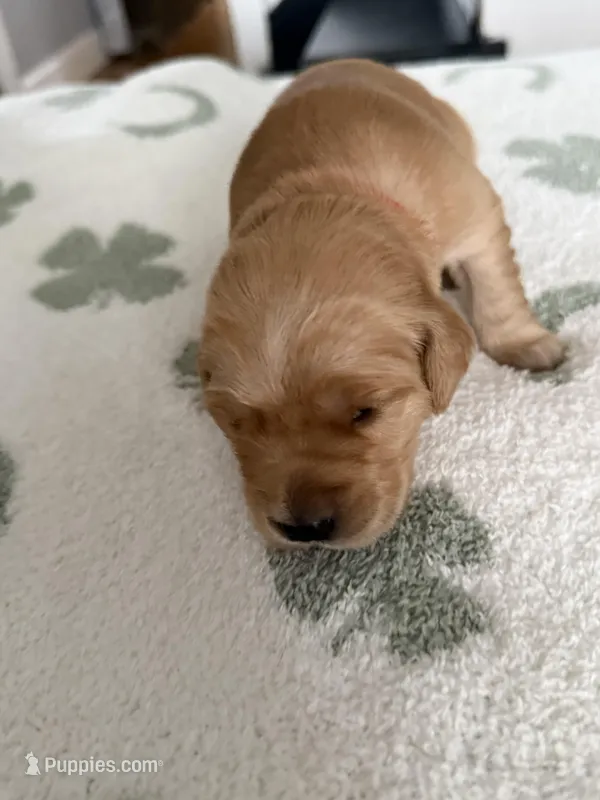 Cherry – Golden Retriever puppy for sale in Elmer, NJ