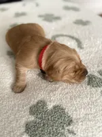 Cherry, a female Golden Retriever for sale in Elmer, NJ – Photo 3 of 6