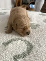 Peach, a female Golden Retriever for sale in Elmer, NJ – Photo 4 of 5