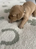 Peach, a female Golden Retriever for sale in Elmer, NJ – Photo 3 of 5