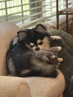 AKC Oliver, a male Chihuahua for sale in Peoria, IL – 2 of 5