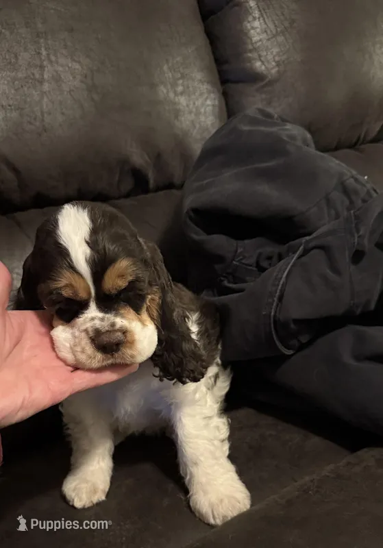 Ready now for loving pet home!