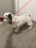 AKC reg Young Adult, a female Cocker Spaniel for sale in Peoria, IL – Photo 3 of 3